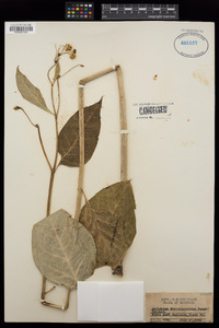 Asclepias phytolaccoides image