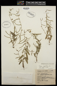 Tragia nepetifolia image