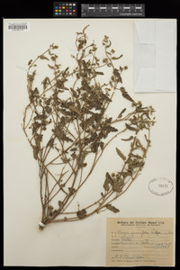 Tragia geraniifolia image