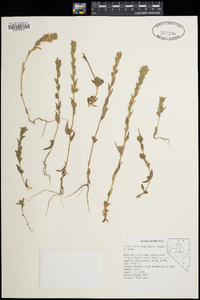 Epilobium densiflorum image