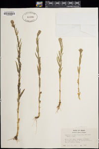 Epilobium densiflorum image