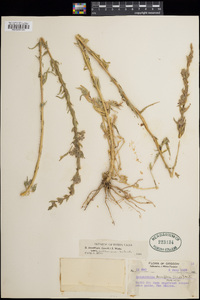 Epilobium densiflorum image