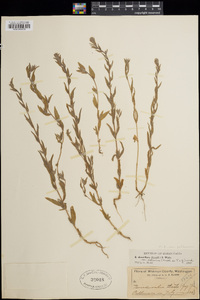 Epilobium densiflorum image