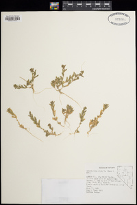 Epilobium pygmaeum image