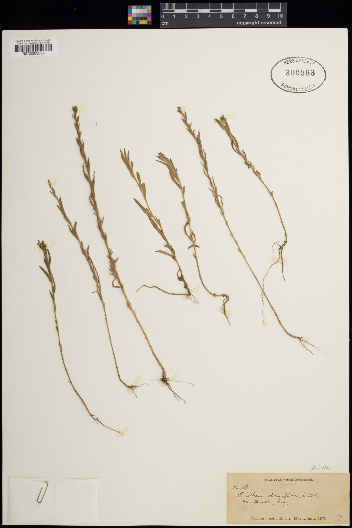 Oenothera stricta image