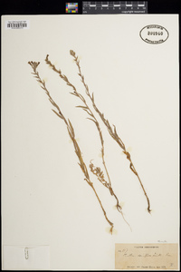 Oenothera stricta image