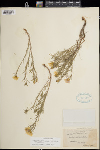 Calylophus berlandieri subsp. berlandieri image