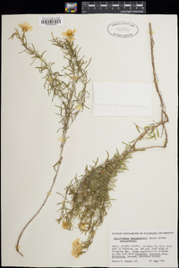 Calylophus berlandieri subsp. berlandieri image