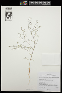 Gayophytum diffusum subsp. parviflorum image