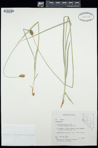 Carex abrupta image