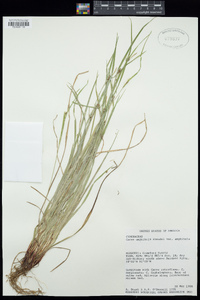 Carex amphibola var. amphibola image