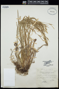 Carex anceps image