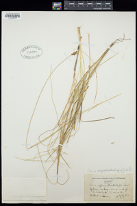 Carex angustior image