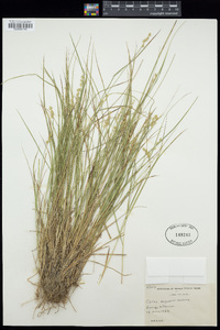 Carex echinata subsp. echinata image