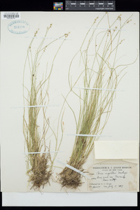 Carex angustior image