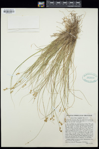 Carex angustior image