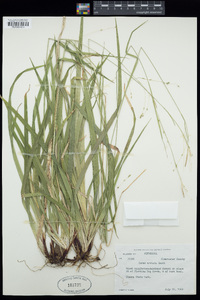 Carex arctata image