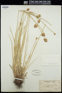 Carex athrostachya image