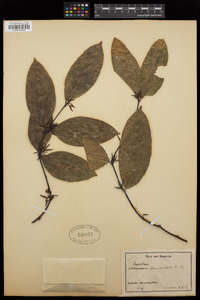Landolphia flavidiflora image