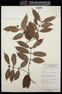 Cylindropsis parvifolia image