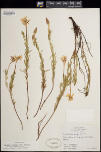 Calylophus hartwegii subsp. fendleri image