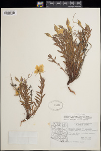 Oenothera hartwegii subsp. hartwegii image