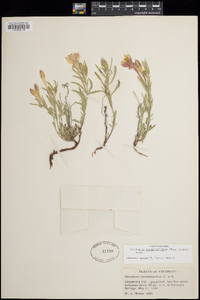 Oenothera lavandulifolia image