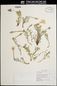 Oenothera lavandulifolia image