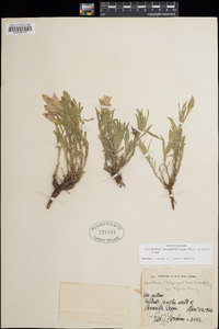 Oenothera lavandulifolia image