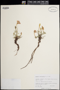 Oenothera lavandulifolia image