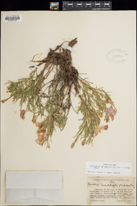 Calylophus lavandulifolius image