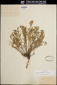 Oenothera serrulata image