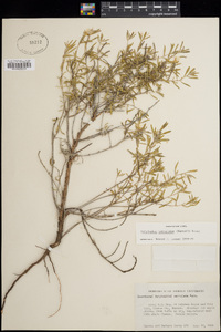 Oenothera serrulata image