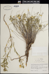 Oenothera serrulata image