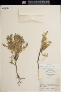 Oenothera serrulata image