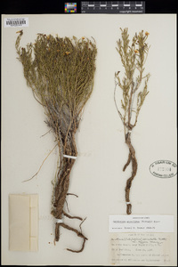 Oenothera serrulata image