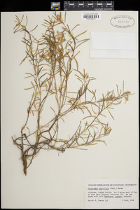 Oenothera serrulata image