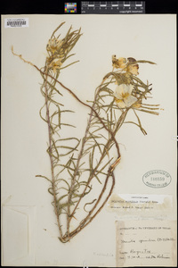 Oenothera serrulata image