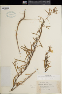 Oenothera serrulata image