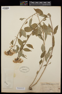 Asclepias perennis image