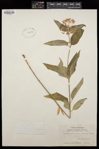 Asclepias quadrifolia image