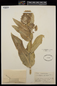 Asclepias speciosa image