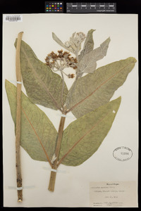 Asclepias speciosa image