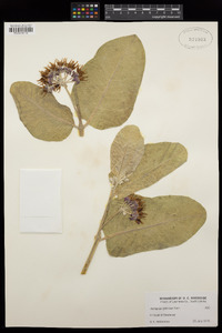 Asclepias speciosa image