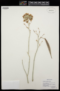 Asclepias subulata image