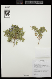 Juniperus osteosperma image