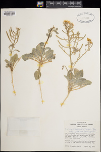 Chylismia brevipes var. pallidula image