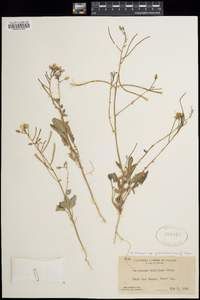 Chylismia brevipes subsp. pallidula image