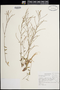 Eremothera chamaenerioides image