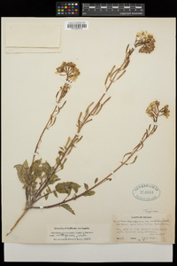 Chylismia claviformis subsp. integrior image